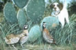 Cactus Covey - Art Print